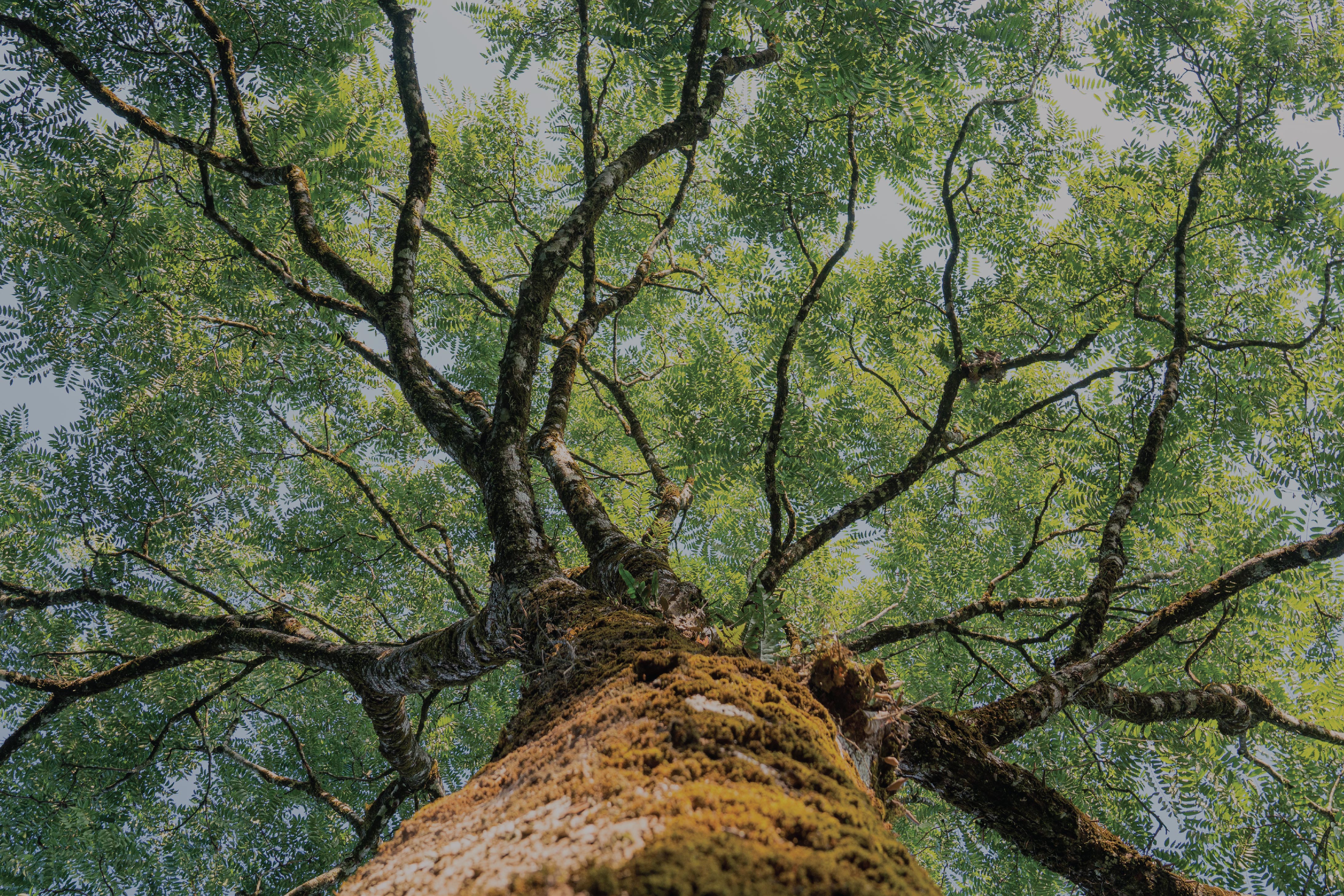 Environment and Sustainability